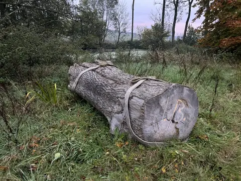 Esche Tischplatte Nr. 28