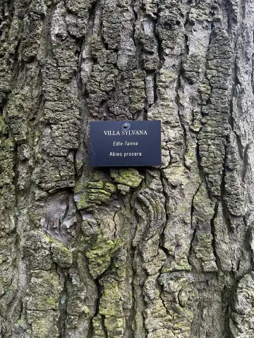 Edeltanne Tischplatte Nr. 34 – Bild 2