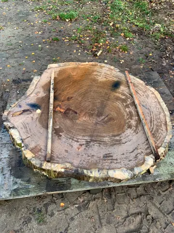 Eiche Baumscheibe Nr. 100 – Bild 2