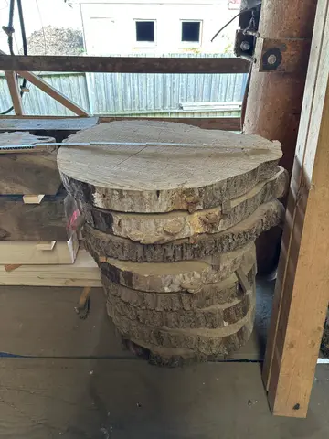 Esche Baumscheibe Nr. 4